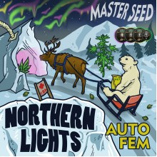 Master-Seed Auto CBD Northern Lights Feminised