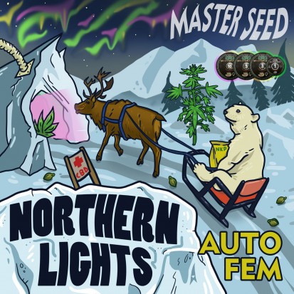 Семена конопли Master-Seed Auto CBD Northern Lights Feminised