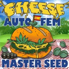 Master-Seed auto Cheese feminised