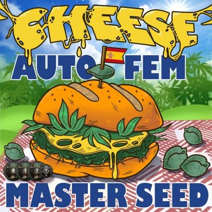 Насіння коноплі Master-Seed Auto Cheese Feminised