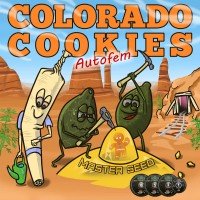 Master-Seed auto Colorado Cookies feminised