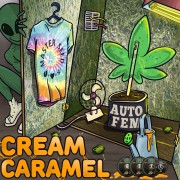 Master-Seed Auto Cream Caramel Feminised