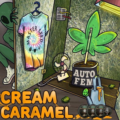 Семена конопли Master-Seed Auto Cream Caramel Feminised