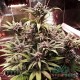 Семена конопли Master-Seed auto Gorilla Glue feminised