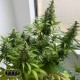 Насіння коноплі Master-Seed auto Gorilla Glue feminised