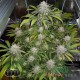 Семена конопли Master-Seed auto Gorilla Glue feminised