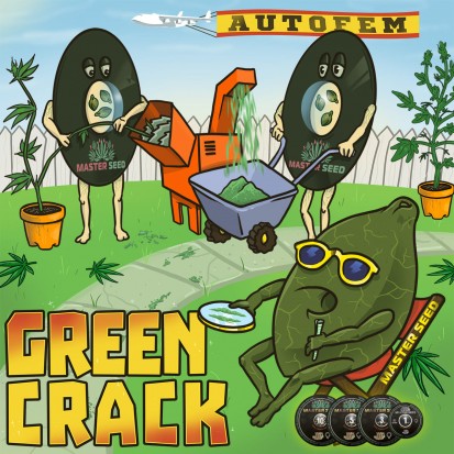 Насіння коноплі Master-Seed Auto Green Crack Feminised