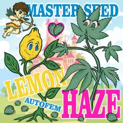 Master-Seed Auto Lemon Haze Feminised