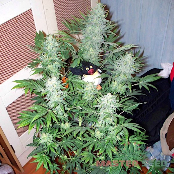 Семена конопли Master-Seed auto Lemon Skunk feminised