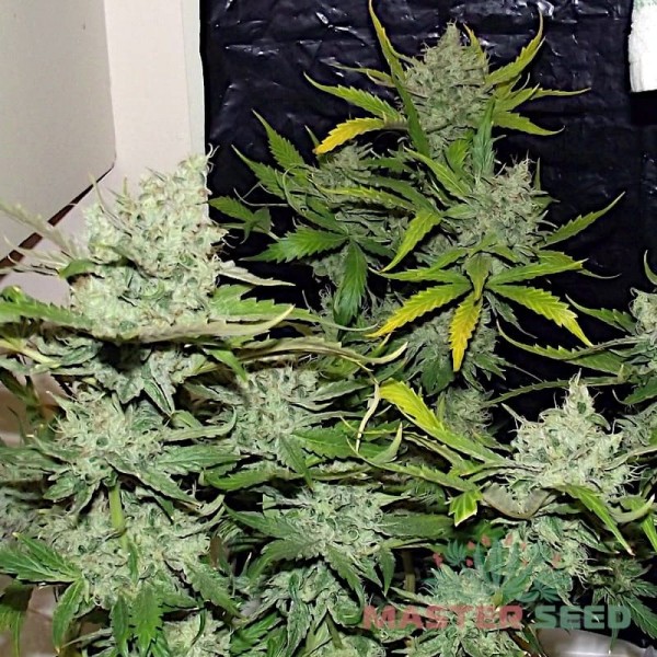 Семена конопли Master-Seed auto Lemon Skunk feminised