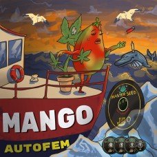Master-Seed auto Mango feminised