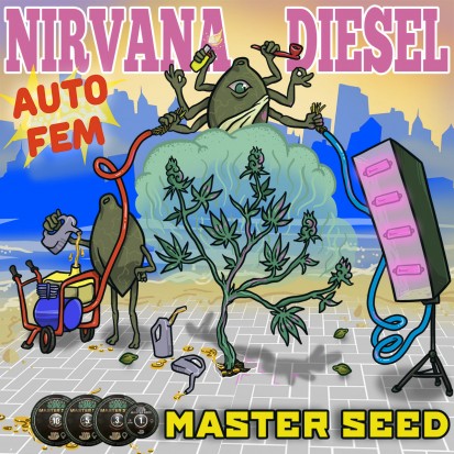 Семена конопли Master-Seed Auto Nirvana Diesel Feminised