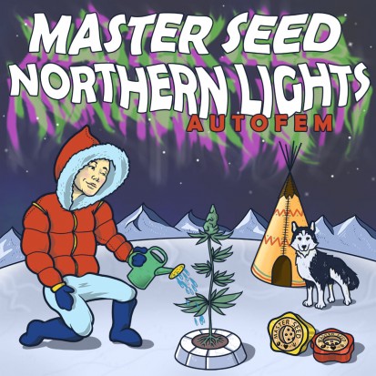 Семена конопли Master-Seed Auto Northern Lights Feminised
