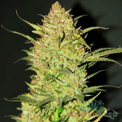 Master-Seed auto OG Kush feminised