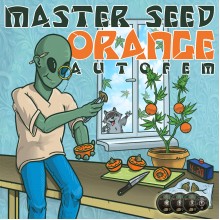 Master-Seed Auto Orange Feminised