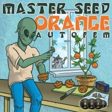 Master-Seed auto Orange feminised