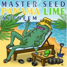 Master-Seed Auto Panama Lime Feminised