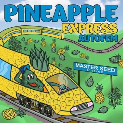 Семена конопли Master-Seed Auto Pineapple Express Feminised
