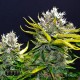 Семена конопли Master-Seed auto Super Silver Haze feminised