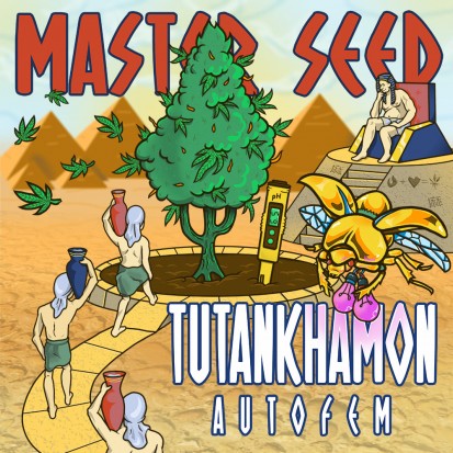 Семена конопли Master-Seed Auto Tutankhamon Feminised