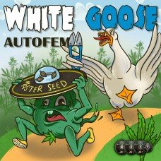 Master-Seed auto White Goose feminised