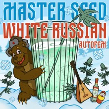 Master-Seed Auto White Russian Feminised