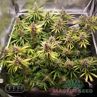 Master-Seed Amnesia Lemon feminised