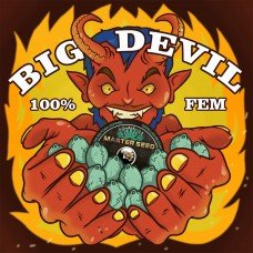 Master-Seed Big Devil feminised