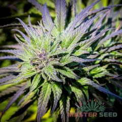 Master-Seed Black Widow feminised