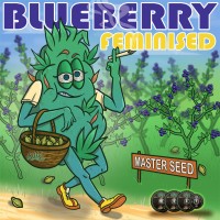Master-Seed Blueberry feminised