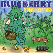 Master-Seed Blueberry Feminised