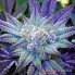 Семена конопли Master-Seed Blueberry Feminised