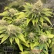 Семена конопли Master-Seed Gorilla Glue feminised