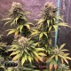 Семена конопли Master-Seed Master Kush feminised