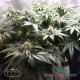 Семена конопли Master-Seed Master Kush feminised