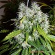 Насіння коноплі Master-Seed Super Skunk feminised