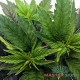 Насіння коноплі Master-Seed Super Skunk feminised