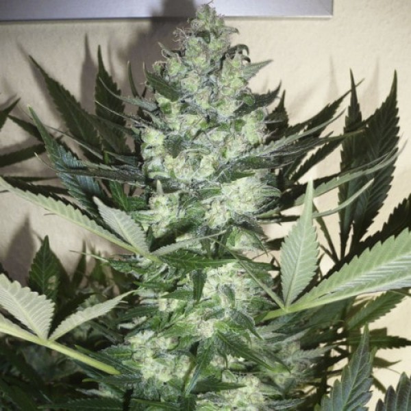 Семена конопли Neuroseeds auto АК-47 feminised