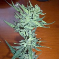 Neuroseeds auto Cheese feminised