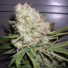 Neuroseeds auto Creative Reactor feminised