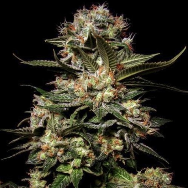 Семена конопли Neuroseeds auto Somango feminised