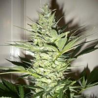 Neuroseeds AK-47 feminised