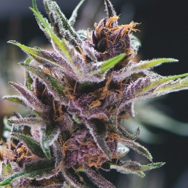 Семена конопли Pyramid Seeds Black Cherry Punch feminised