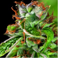 Pyramid Seeds Double OG Haze feminised