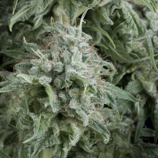 Семена конопли Pyramid Seeds auto Anubis feminised