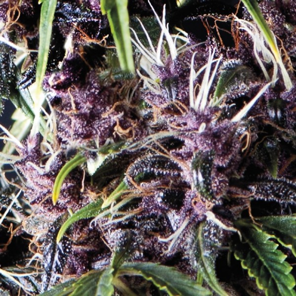 Семена конопли Pyramid Seeds auto Purple feminised