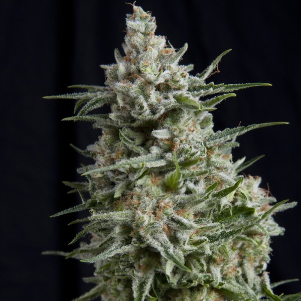 Насіння коноплі Pyramid Seeds Anesthesia CBD feminised