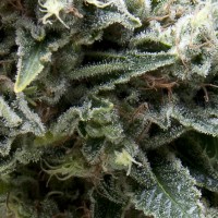 Pyramid Seeds auto New York City CBD feminised