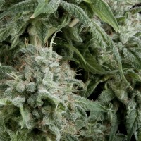 Pyramid Seeds auto Northern Lights CBD feminised