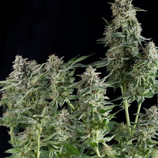 Семена конопли Pyramid Seeds Northern Lights CBD feminised